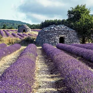 Le Cabanon Des Lavandes Entre Mont Ventoux Et Luberon Sault